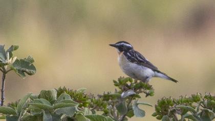 Whinchat