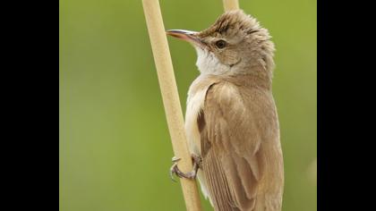 Great Reed Warbler