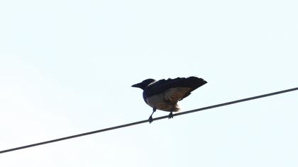Hooded Crow