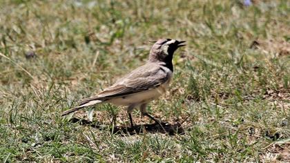 Horned Lark