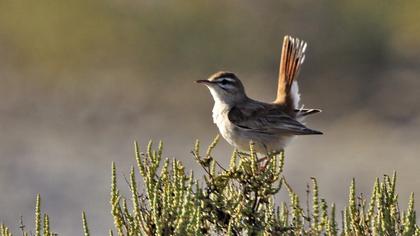 Rufous-tailed Scrub Robin