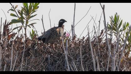 Black Francolin