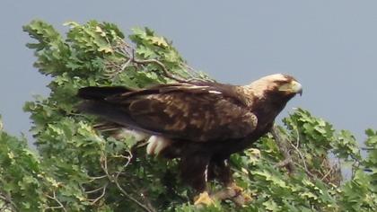 Eastern Imperial Eagle