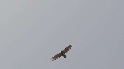 Short-toed Snake Eagle