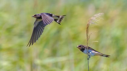 Barn Swallow