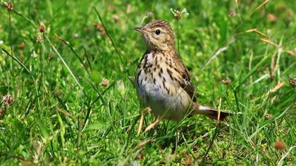 Tree Pipit