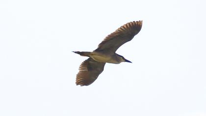 Black-crowned Night Heron
