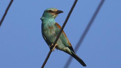 European Roller