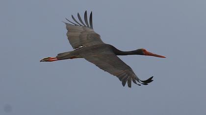 Black Stork