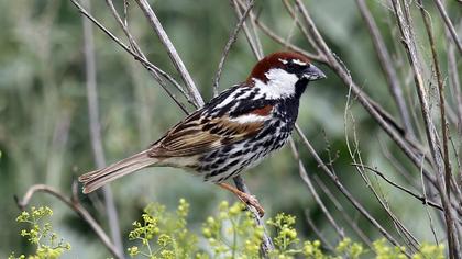 Spanish Sparrow