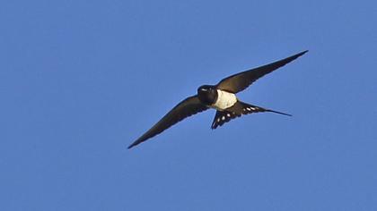 Barn Swallow