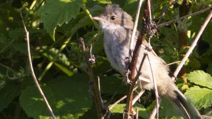 Common Whitethroat