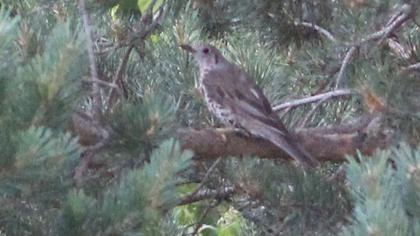 Mistle Thrush