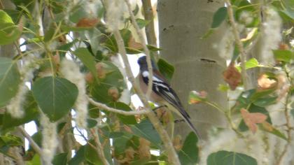 Common Chaffinch