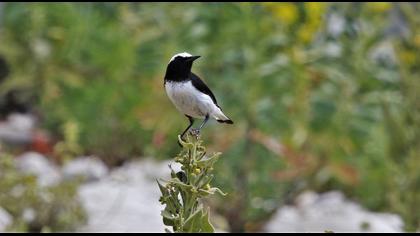 Finsch`s Wheatear