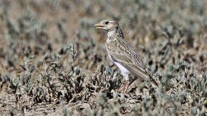 Turkestan Short-toed Lark