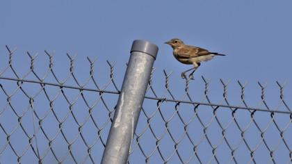 Northern Wheatear