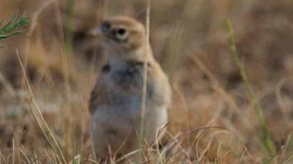 Turkestan Short-toed Lark