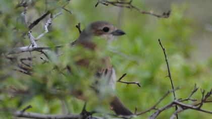 Red-backed Shrike