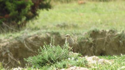 Isabelline Wheatear