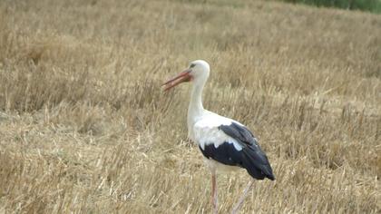 White Stork