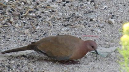 Laughing Dove