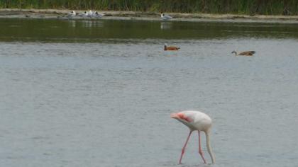 Ruddy Shelduck