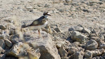 Little Ringed Plover