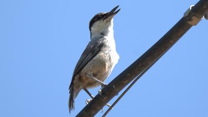Western Rock Nuthatch