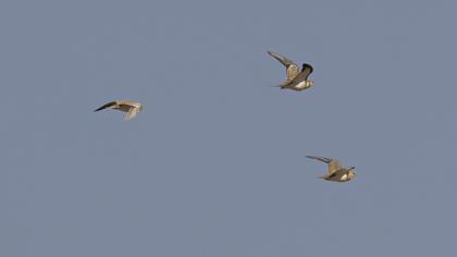 Pin-tailed Sandgrouse