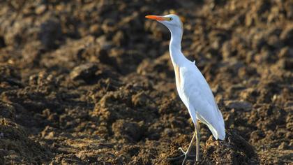 Western Cattle Egret