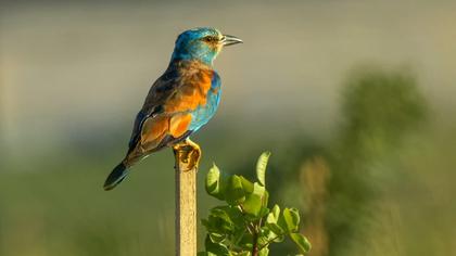 European Roller