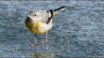 Grey Wagtail