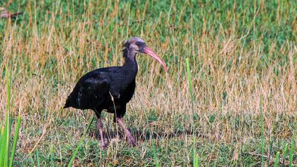 Northern Bald Ibis