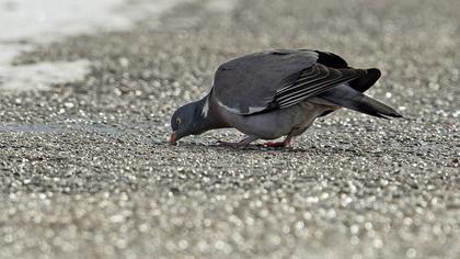 Common Wood Pigeon