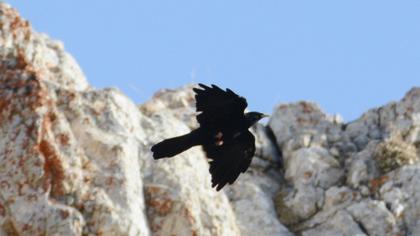Alpine Chough