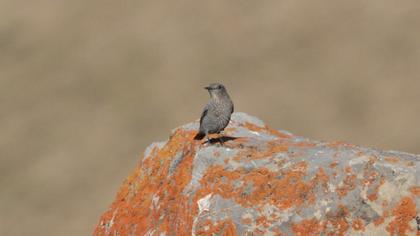Blue Rock Thrush