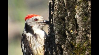 Middle Spotted Woodpecker