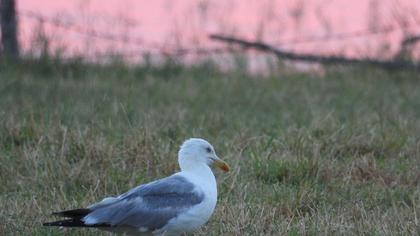 Yellow-legged Gull