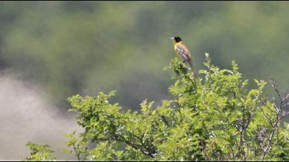 Black-headed Bunting