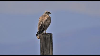 Long-legged Buzzard