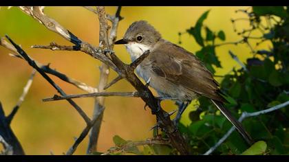 Eastern Orphean Warbler