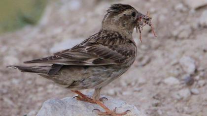 Rock Sparrow