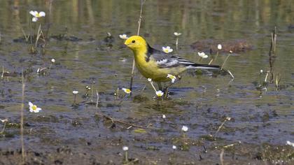 Citrine Wagtail