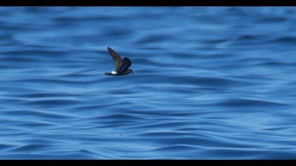 European Storm Petrel