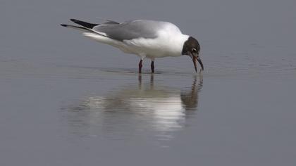 Black-headed Gull