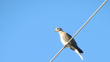European Turtle Dove