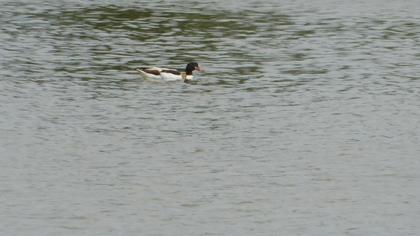 Common Shelduck