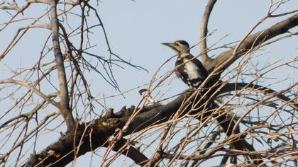 Syrian Woodpecker