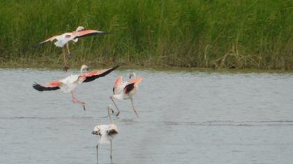 Greater Flamingo